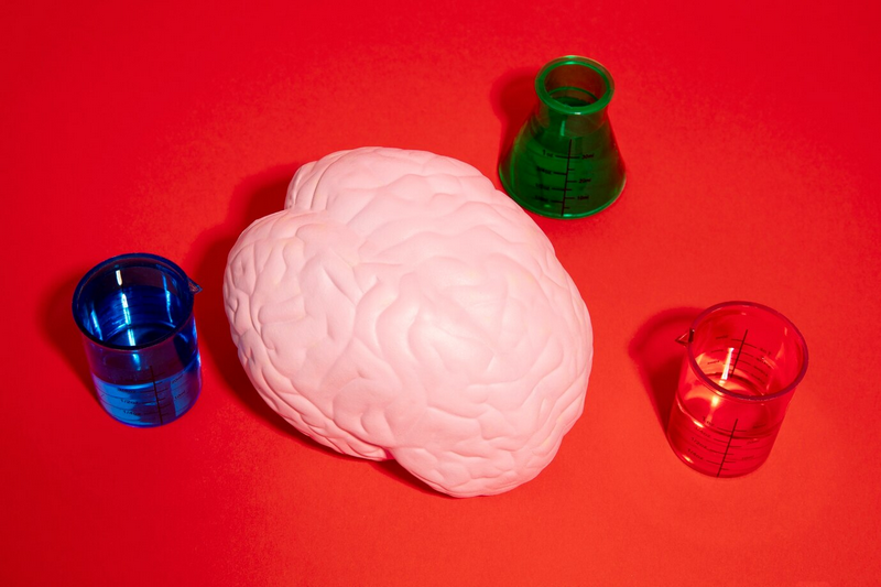 Пластиковая модель мозга отображается на красной поверхности рядом с синими, зелеными и красными лабораторными стаканами.